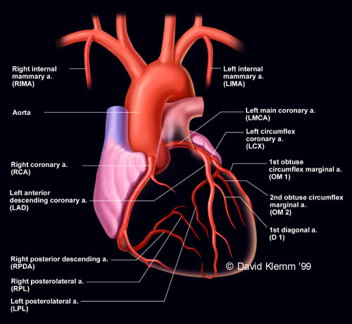 ANATOMY