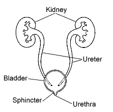 URINARY TRACT